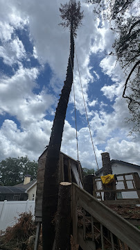 Tall palm tree being sectioned down with rigging