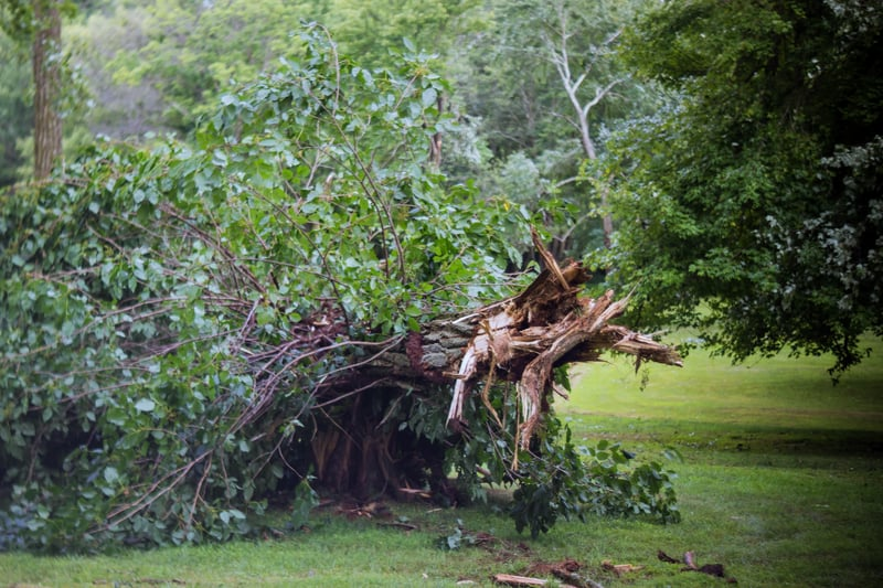 When Is a Tree Truly Hazardous? 7 Warning Signs Florida Homeowners Should Know