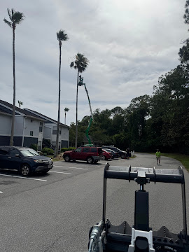 Bucket lift reaching tall palms in residential parking lot