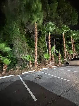 Palm trees trimmed and cleaned up at night