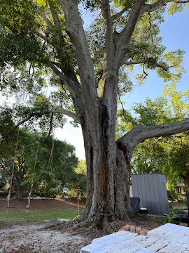 Large mature oak tree assessed for removal