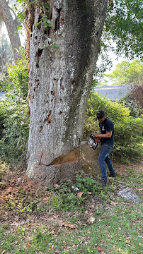 Green Canopy arborist making a precision cut with a chainsaw