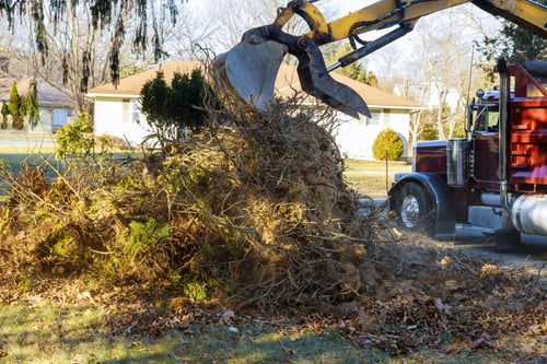Hurricane Season Tree Preparation: What Every Florida Property Owner Should Do Before June 1