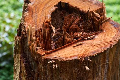 Stump Grinding vs. Full Stump Removal: Which Option Is Right for Your Yard?