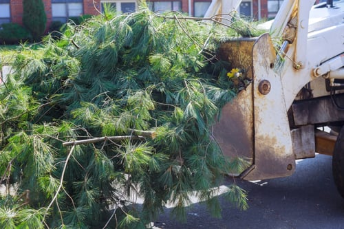 Tree Removal & Trimming Cost Guide for Central Florida (2026)