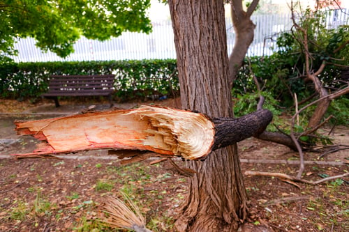 Hazardous Tree Removal