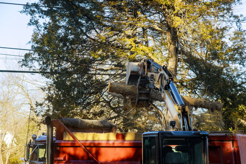 Green Canopy tree service crew at work